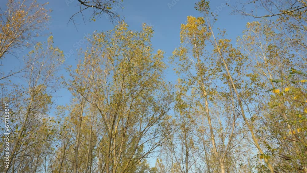 Lock down shot of poplar tree woodland in autumn with yellow leaves swaying in wind Lock down shot of poplar tree woodland in autumn with yellow leaves swaying in wind