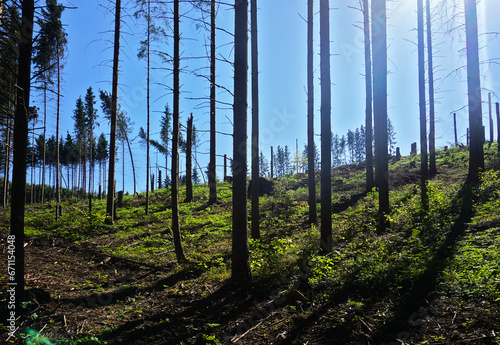 Waldimpressionen in der Gauchachschlucht; Schwarzwald; Baden Württemberg; Deutschland;