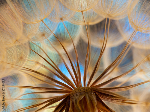 flower fluff, dandelion seeds - beautiful macro photography with abstract bok...