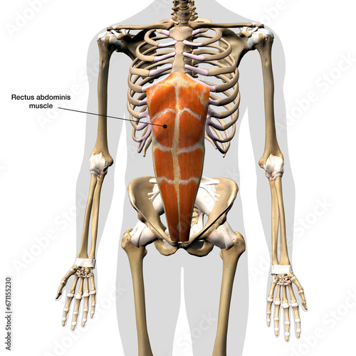 Male Rectus Abdominis Muscle Labeled in Isolation on Human Skeleton, 3D Rendering