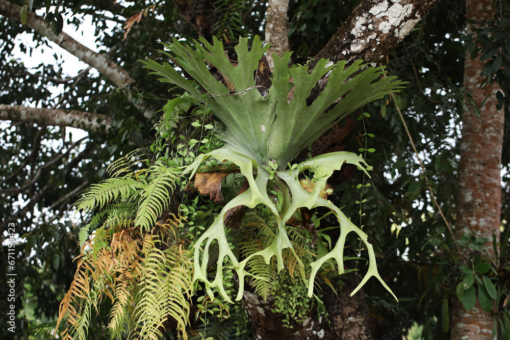 Fototapeta premium Large staghorn fern (Platycerium holttumii) growing as an epiphytic plant on large tree in Thai National park
