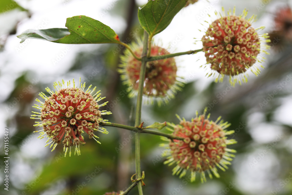 Hook thorn Cat Claw flower (Uncaria homomalla), exotic looking plant Hook thorn Cat Claw flower (Uncaria homomalla), exotic looking plant