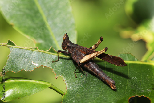 animals, small, wild, wildlife, biology, bugs, chorotypidae, erianthus, monkey grasshopper, jumping insects, caelifera, grasshopper, bug, animal, forest, pest control, pest, natural, nature, fauna, in photo