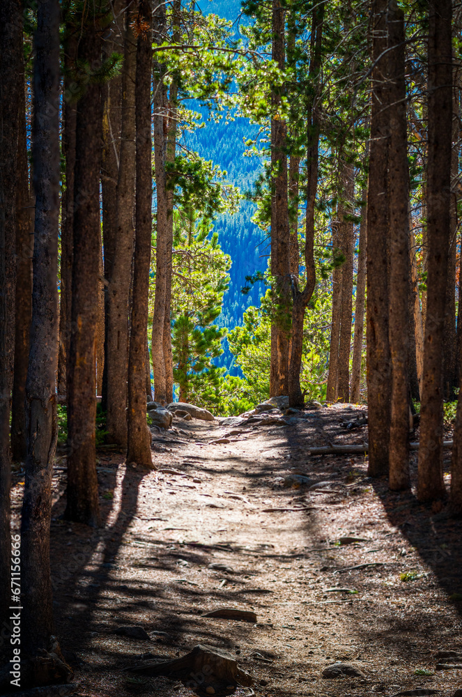 Fototapeta premium path in the forest