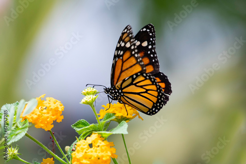 Monarch butterfly drinking nectar from yellow flowers with soft gray background © Chelsea Sampson