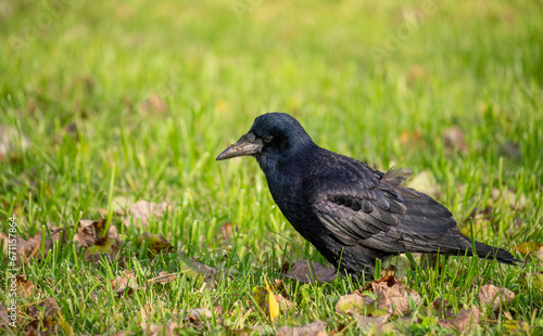 a crow walks through the green grass looking for food