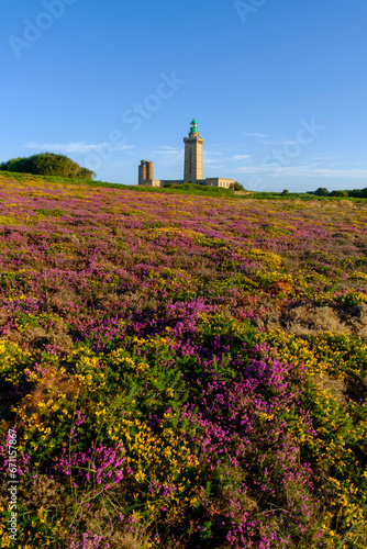 fields of heather and broom in front of the lighthouse at Cap Fréhel, a peninsula in Côtes-d'Armor, in northern Brittany, France © hectorchristiaen