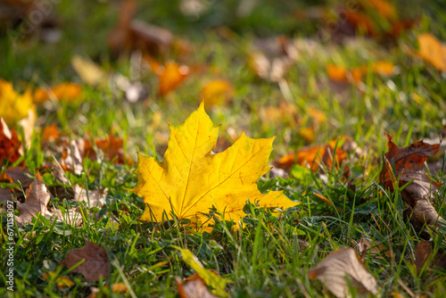 Yellow autumn maple leaf in green grass