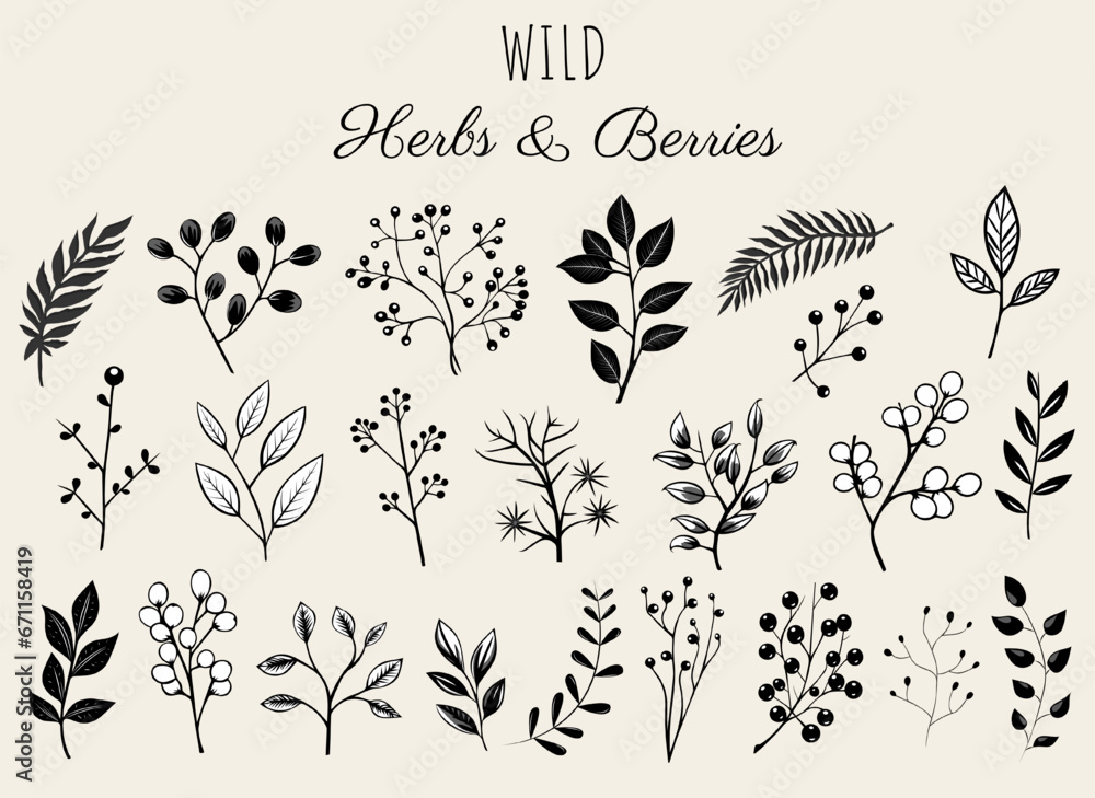Floral elements set, wild herbs and berries. Monochrome botanical illustration. Hand drawn isolated plants. - obrazy, fototapety, plakaty 