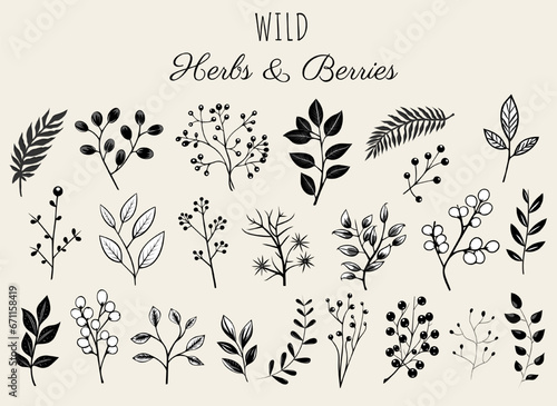 Floral elements set, wild herbs and berries. Monochrome botanical illustration. Hand drawn isolated plants.
