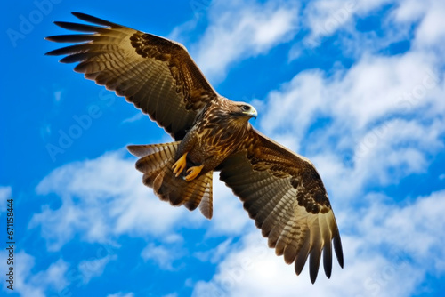 Hunter of the Skies: Hawk in Flight
