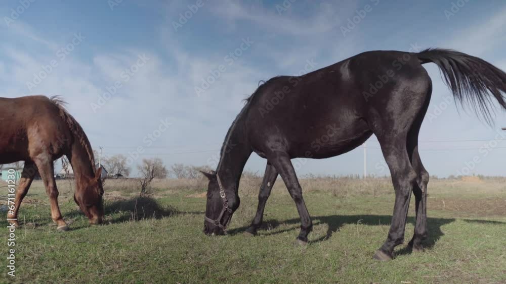 Horses graze freely in the field Horses graze freely in the field