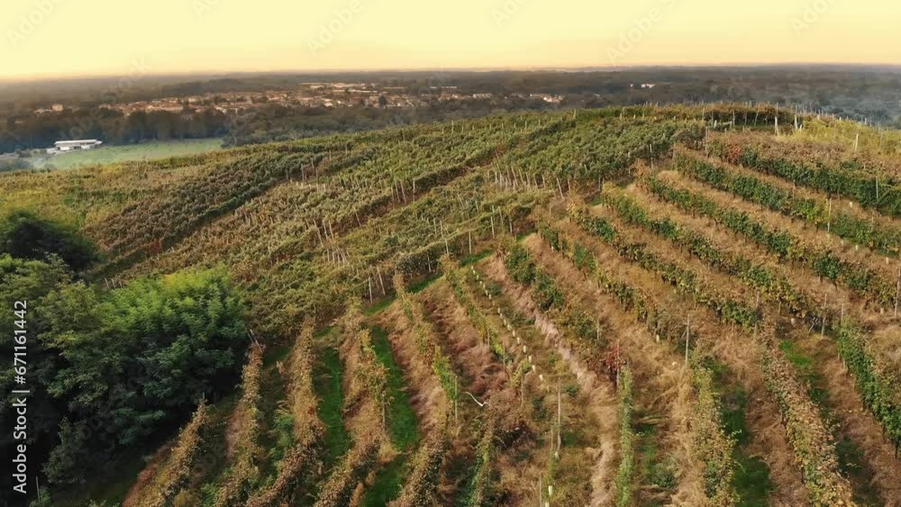 Italian vineyards. Aerial view of a vineyard plantation. viticulture. Even rows of grapevines with bunches of ripe grapes, lighted with warm autumn sunlight. sunset. Italian countryside. Winery and Italian vineyards. Aerial view of a vineyard plantation. viticulture. Even rows of grapevines with bunches of ripe grapes, lighted with warm autumn sunlight. sunset. Italian countryside. Winery and