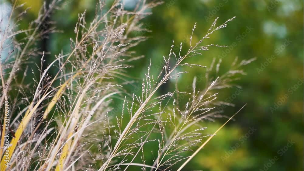 Wheat grass blowing in the wind slow motion in late fall against a blurry green background Wheat grass blowing in the wind slow motion in late fall against a blurry green background