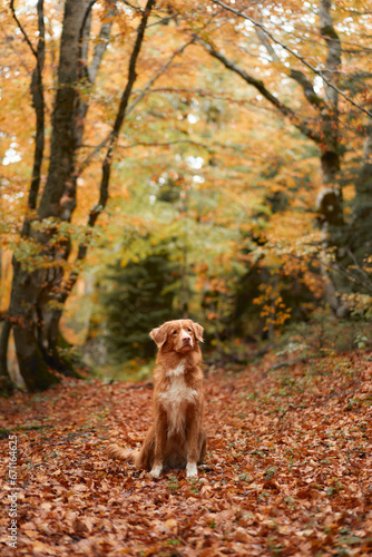 Nova Scotia Duck Tolling Retriever in Autumn Forest. A red-haired dog stands amidst fallen leaves, capturing the essence of fall adventures