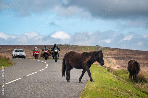 Wild ponies on the road of Dartmoor National Park, Devon, UK