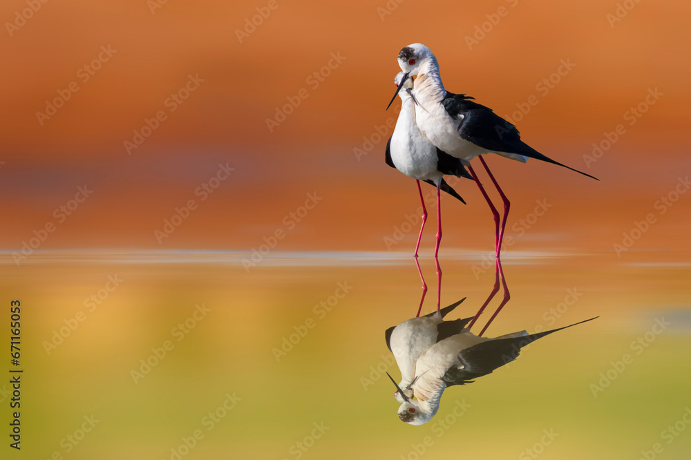 Fototapeta premium Romantic birds. Colorful nature background. Birds: Black winged Stilt. (Himantopus himantopus).