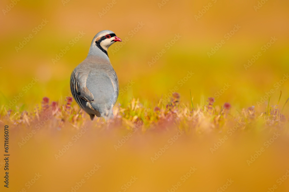 A beautiful partridge in nature. Nature background. Chukar Partridge. (Alectoris chukar) - obrazy, fototapety, plakaty 