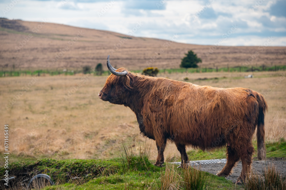 Highland cattle standing on the grass meadow, blurred background. Scottish cattle breed on the dry grass field 