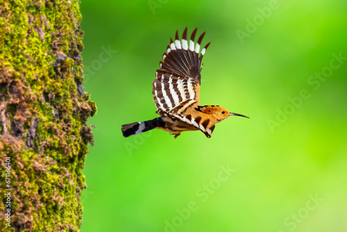 Flying bird. Green nature background. Eurasian Hoopoe.   © serkanmutan