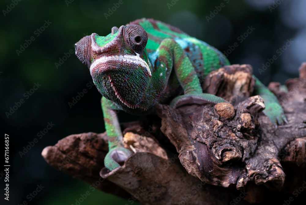 Panther chameleon on a tree log Panther chameleon on a tree log