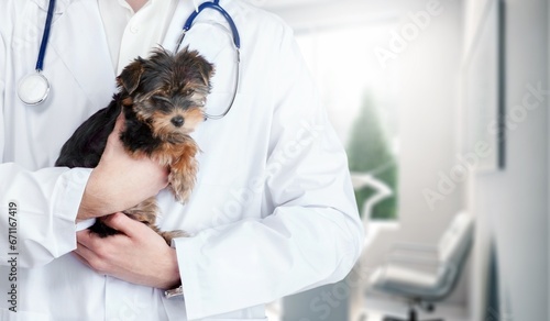 Young veterinarian doctor holding cute dog, AI generated image