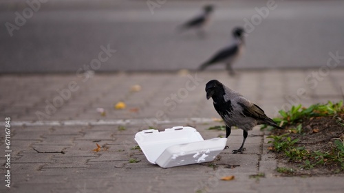 Wrona siwa stojąca nad zniszczonym styropianowym opakowaniem na jedzenie na miejskim chodniku, za nią dwie inne wrony  photo