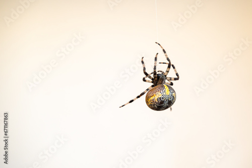 Female spider (Araneus marmoreus). photo