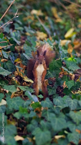 Ruda wiewiórka stojąca, patrząca w obiektyw, w liściach bluszczu pokrywającego ziemię parku miejskiego