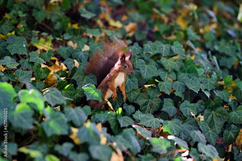 Ruda wiewiórka stojąca w liściach bluszczu pokrywającego ziemię parku miejskiego