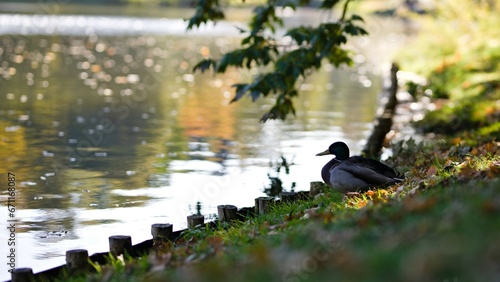 Kaczka krzyżówka siedząca na brzegu stawu w parku miejskim w słoneczny jesienny dzień © Piotr