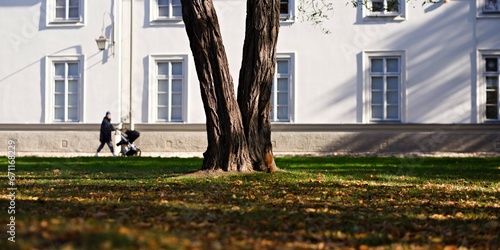 Ruda wiewiórka wspinająca się po drzewie w parku miejskim w słoneczny jesienny dzień