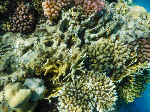 coral reef life
