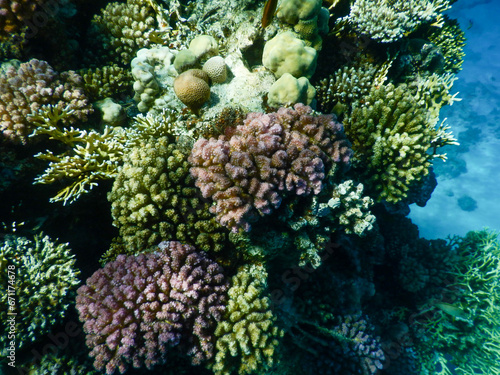 coral reef life