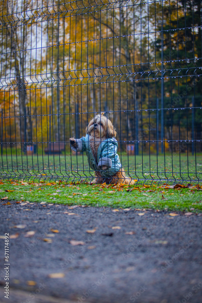 Fototapeta premium shih tzu dog in a jacket stands near the fence