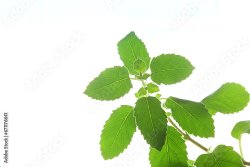 fresh indian herbal Medicinal plant tulsi or holy basil in indoor window natural light for winter,nature,indoor plant,plant care,hindu religion or health concept