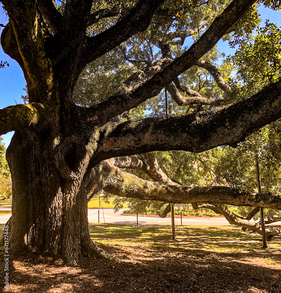 Friendship Oak 1 Friendship Oak 1
