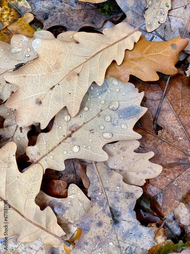 fallen brown dry oak leaves with drops