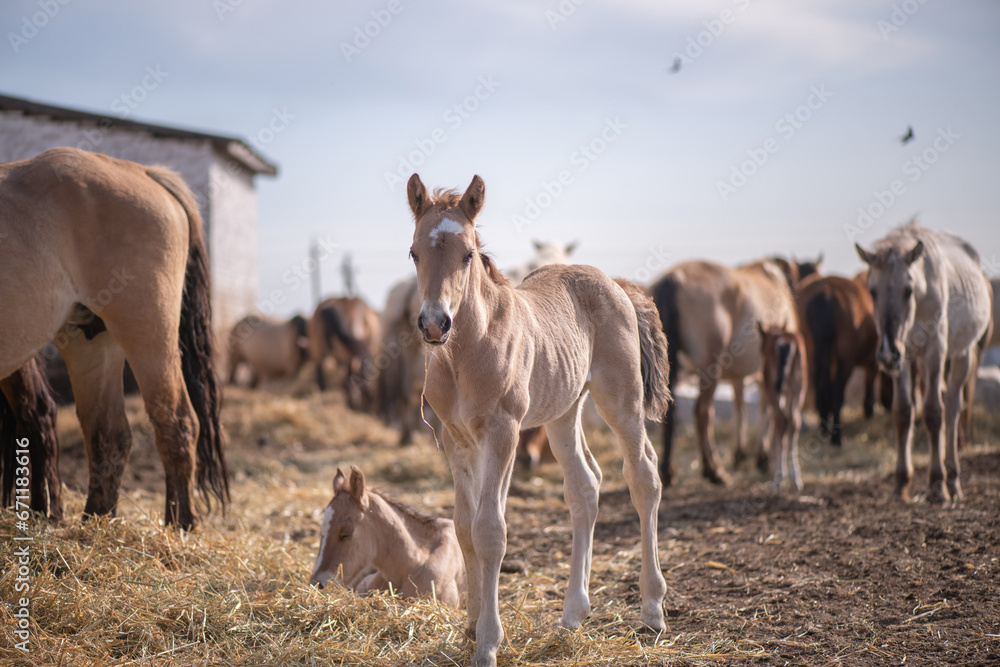 A beautiful thoroughbred horse in a paddock on a farm on a spring day. A beautiful thoroughbred horse in a paddock on a farm on a spring day.