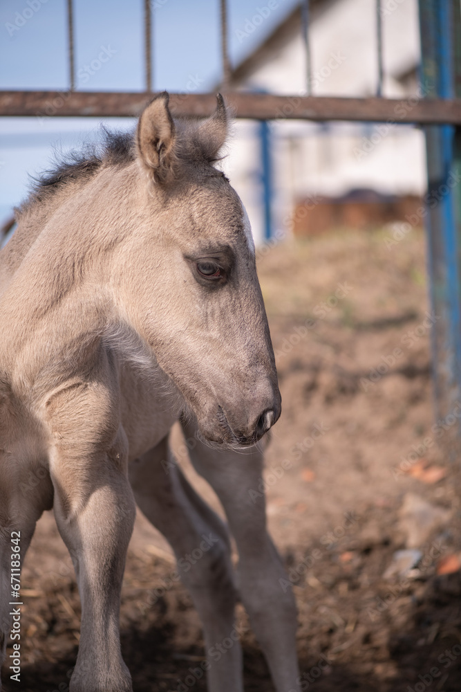 A beautiful thoroughbred horse in a paddock on a farm on a spring day. A beautiful thoroughbred horse in a paddock on a farm on a spring day.