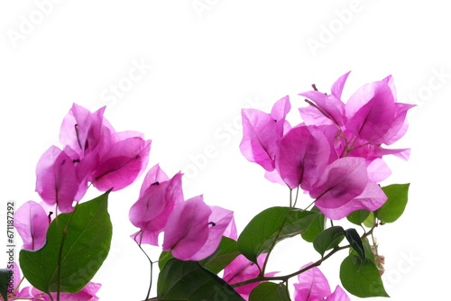A bouquet of sweet pink Bougainvillea flower blossom with green leaves on white isolated background