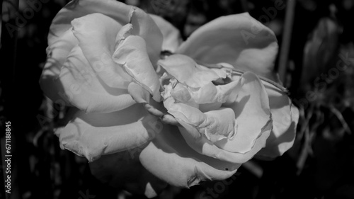black and white closeup of a rose in the garden