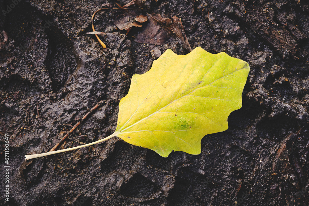 Fotografie Autumn leaves fallen into the mud.