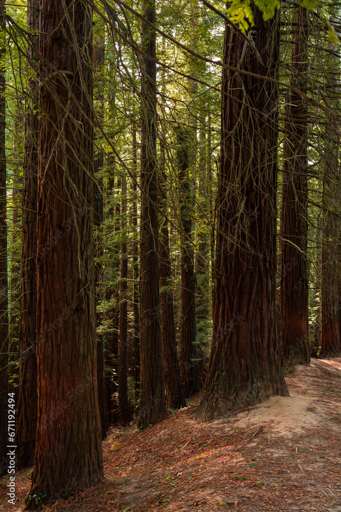 Obraz premium bosque de secuoyas