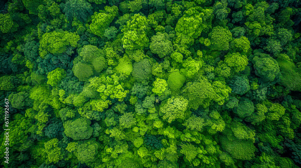 Drone style view of green summer deciduous treetops