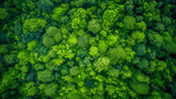 Drone style view of green summer deciduous treetops