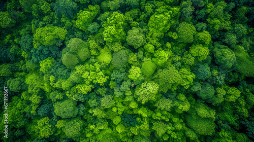 Drone style view of green summer deciduous treetops © Jaroslav Machacek