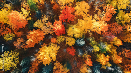 Top view of amazing colorful deciduous autumn forest