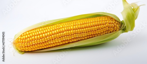 A picture depicting corn against a white backdrop