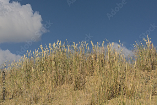 Flowering dune grass on a sunny day under a blue sky with fluffy clouds - Ammophila